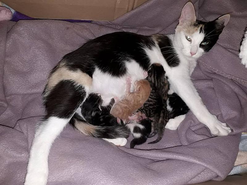 Kattenpraat
