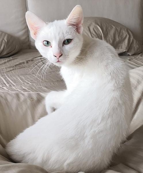 Kattenpraat