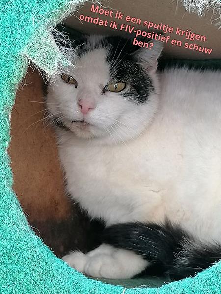 Kattenpraat