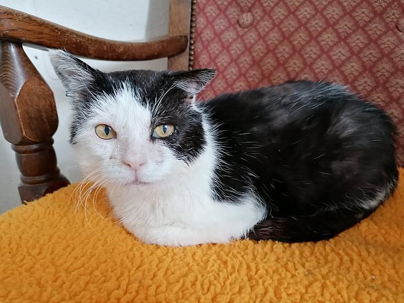 Kattenpraat