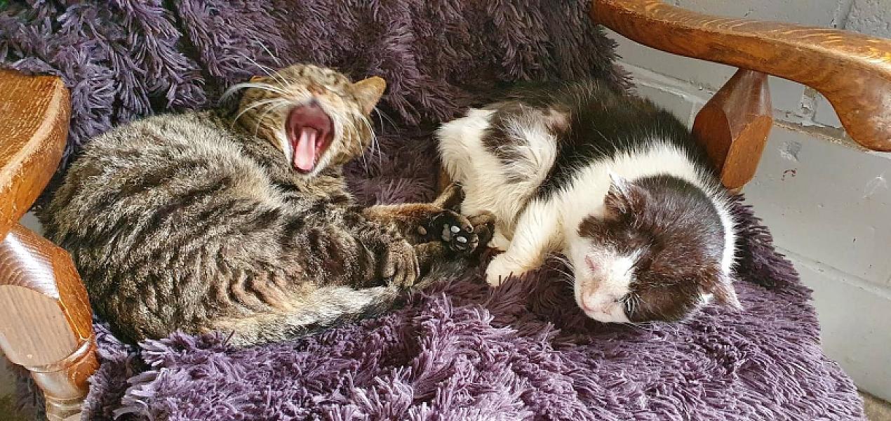 Kattenpraat