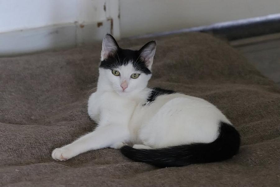 Kattenpraat