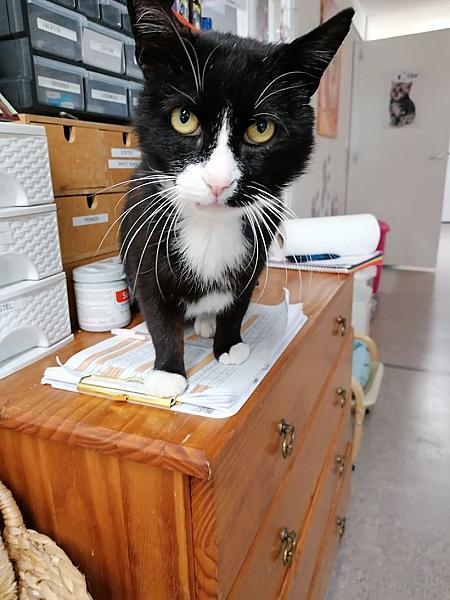Kattenpraat