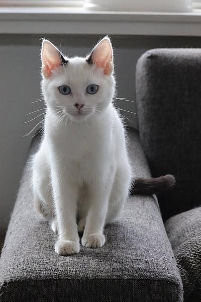 Kattenpraat