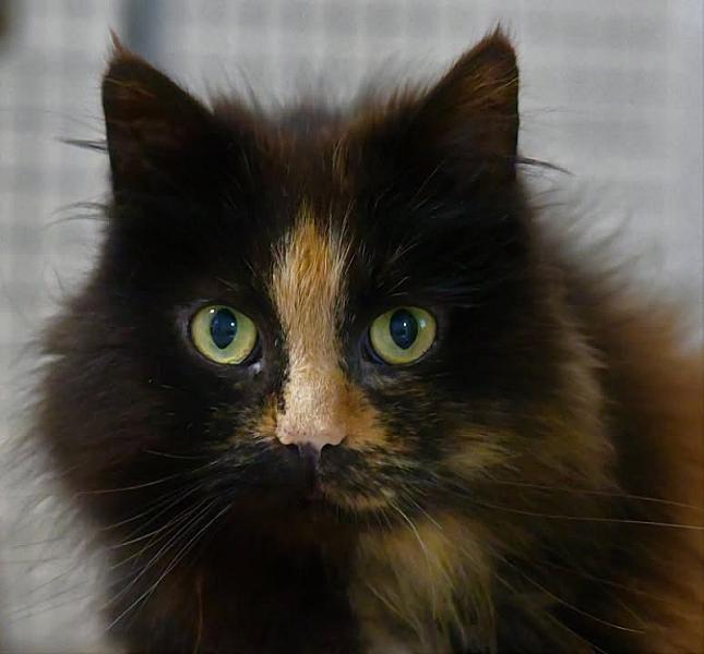 Kattenpraat