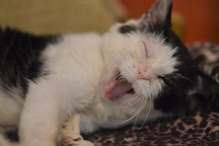Kattenpraat