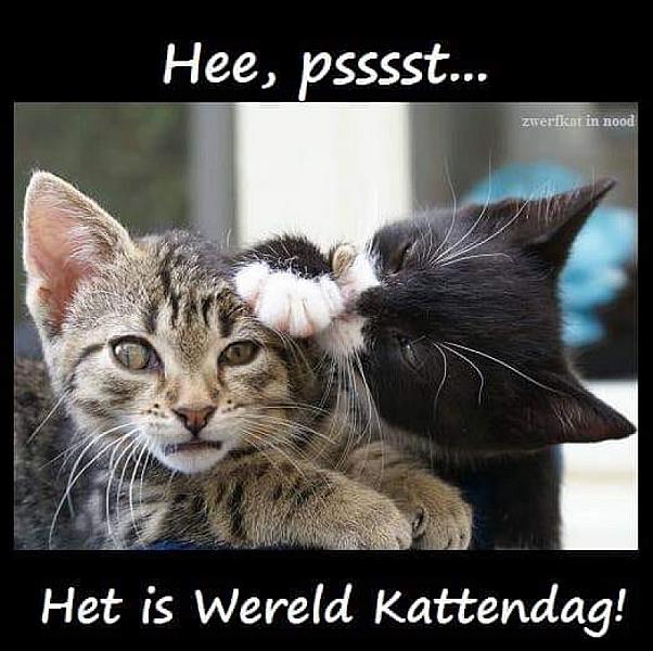 Kattenpraat