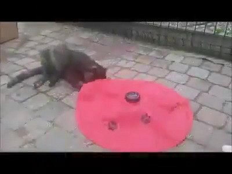 Kattenpraat