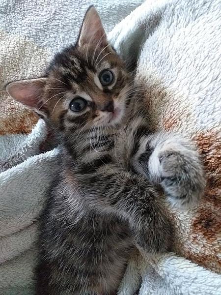 Kattenpraat