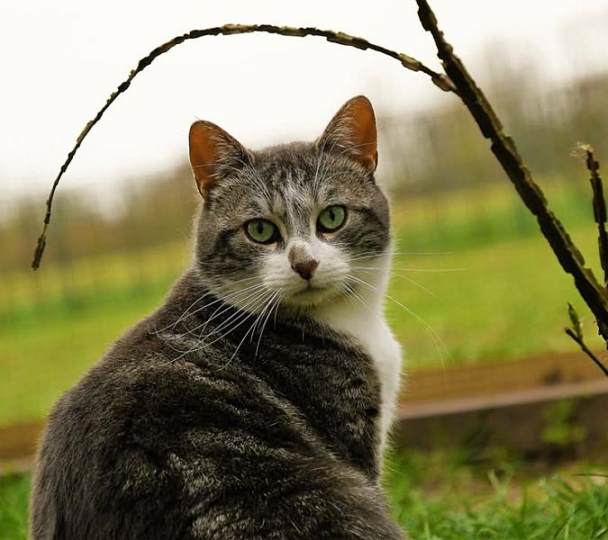 Kattenpraat
