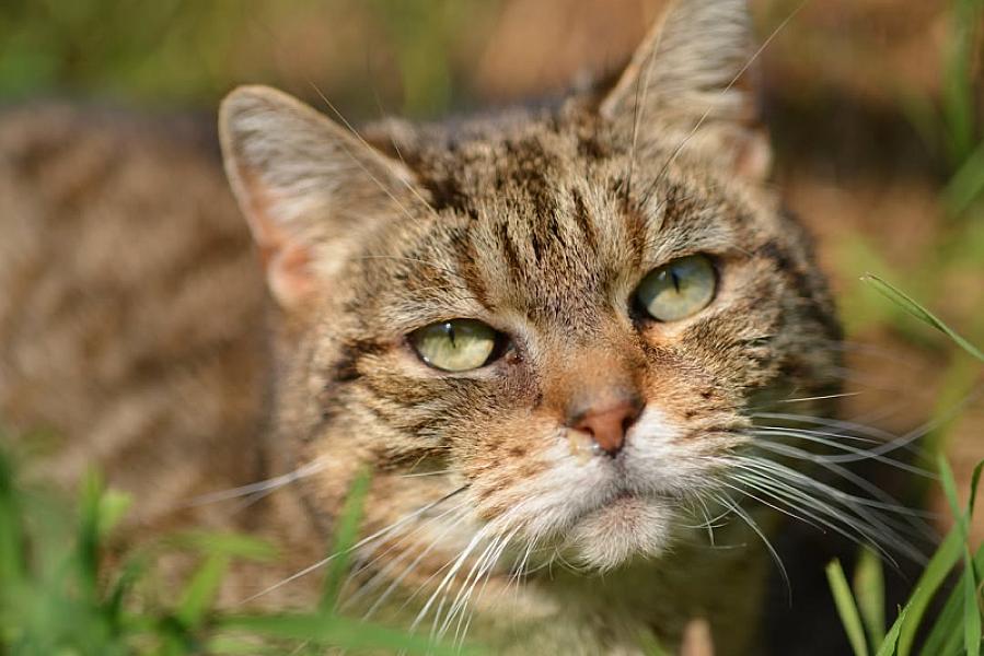 Kattenpraat