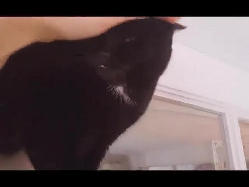Kattenpraat