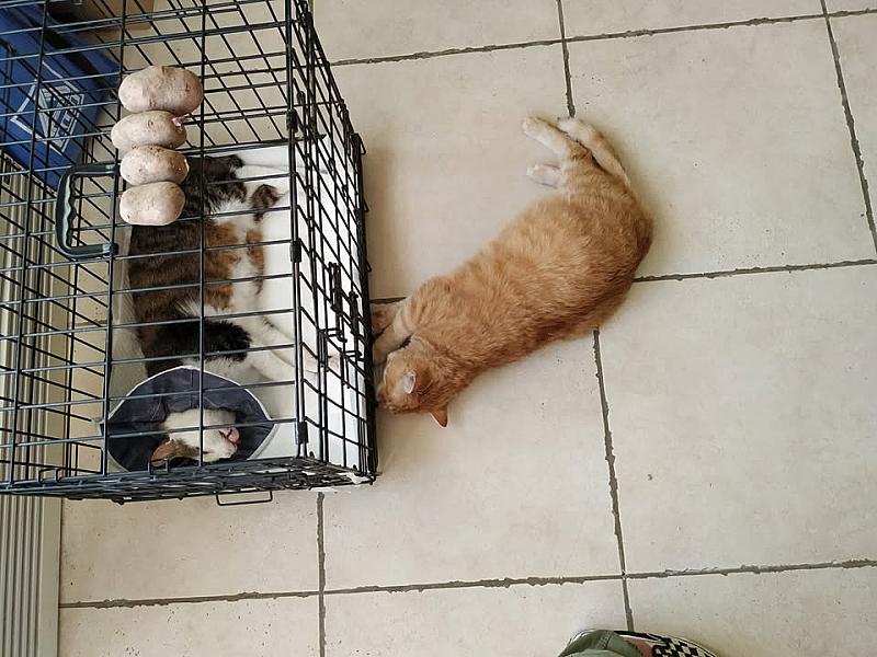 Kattenpraat