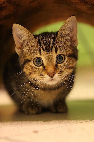 Kattenpraat