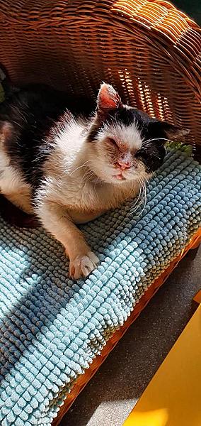 Kattenpraat