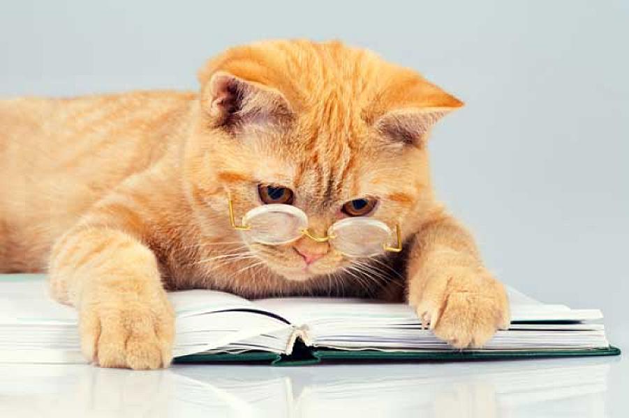Kattenpraat
