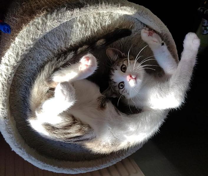 Kattenpraat