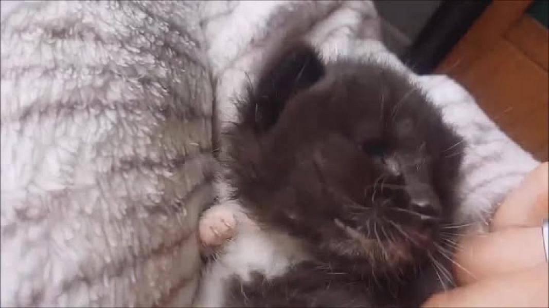 Kattenpraat