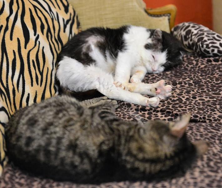 Kattenpraat