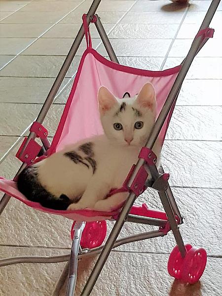 Kattenpraat
