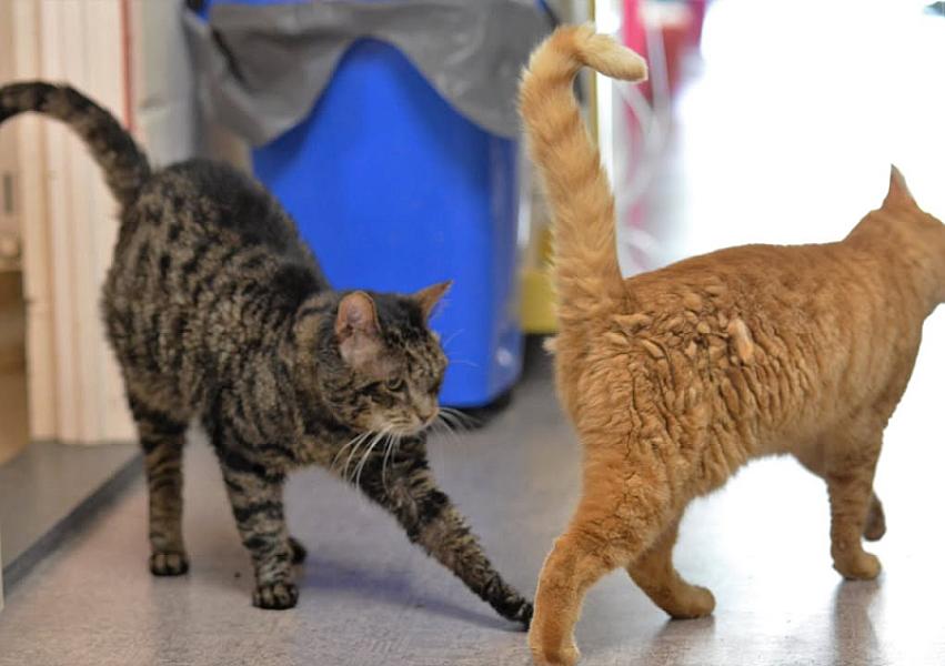 Kattenpraat