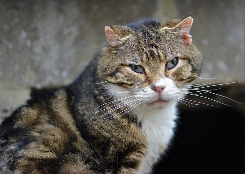 Kattenpraat