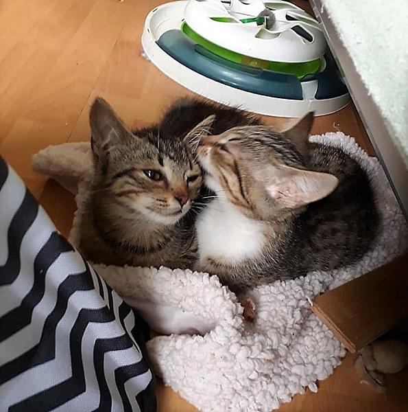 Kattenpraat