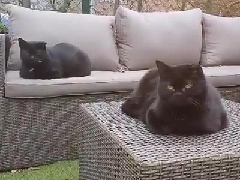Kattenpraat
