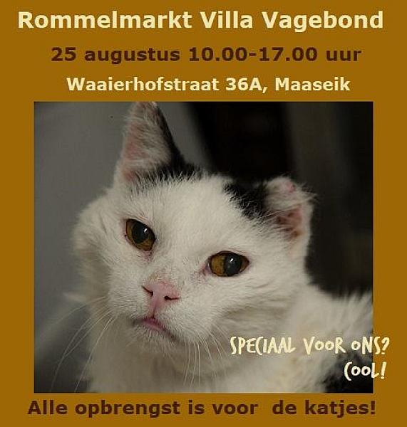 Kattenpraat