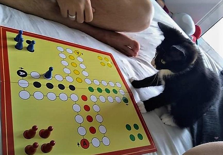 Kattenpraat