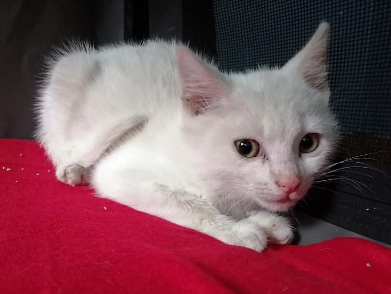 Kattenpraat