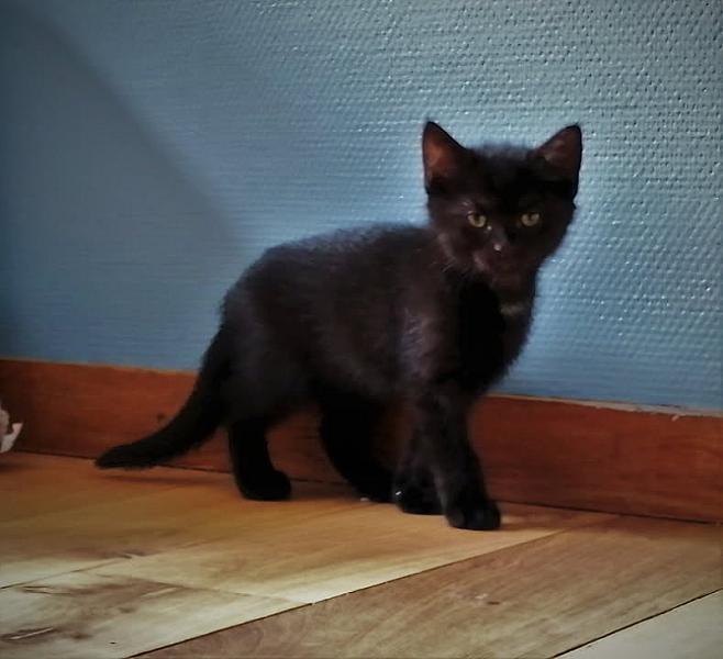 Kattenpraat
