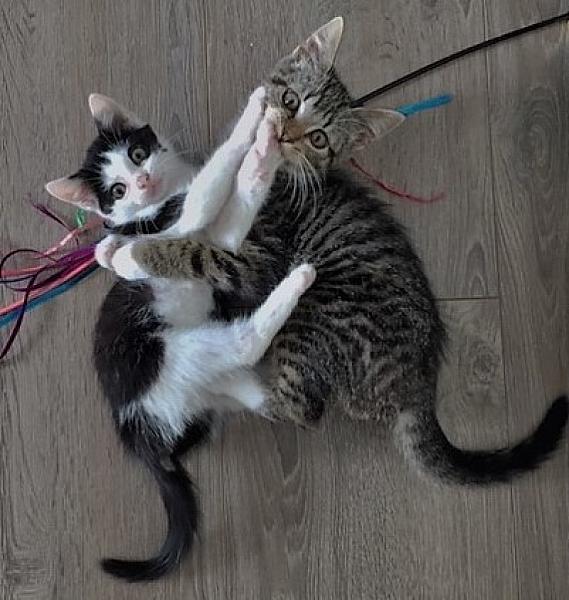Kattenpraat