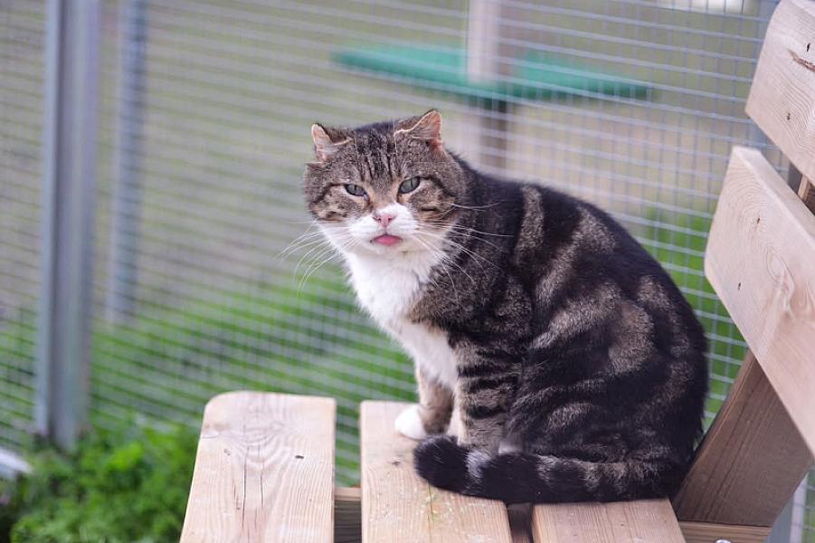 Kattenpraat