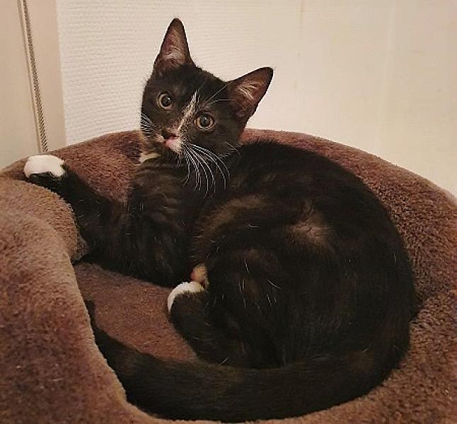 Kattenpraat