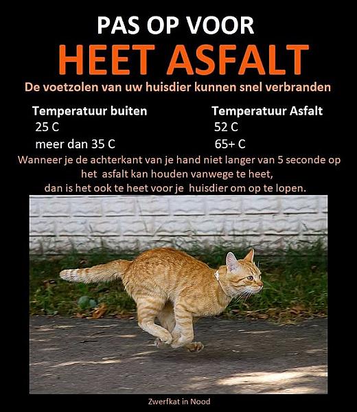 Kattenpraat