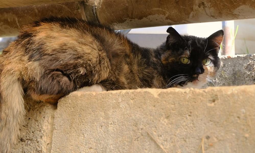 Kattenpraat