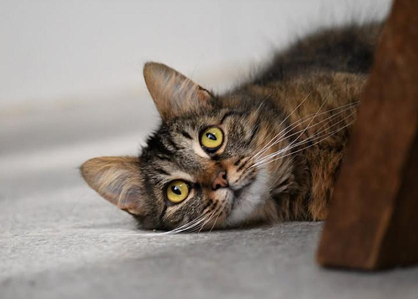 Kattenpraat