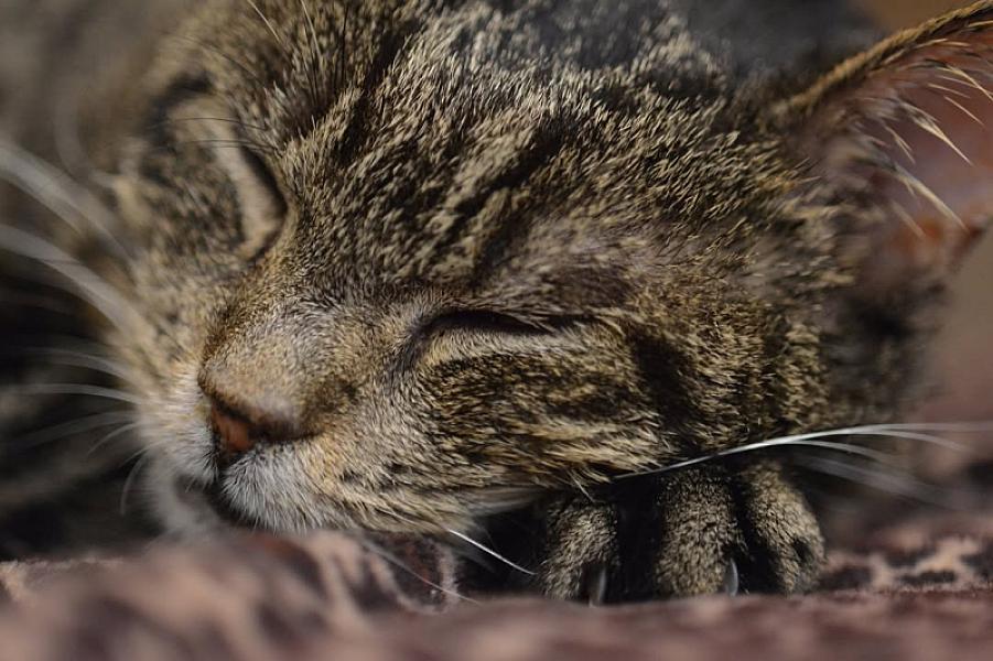 Kattenpraat