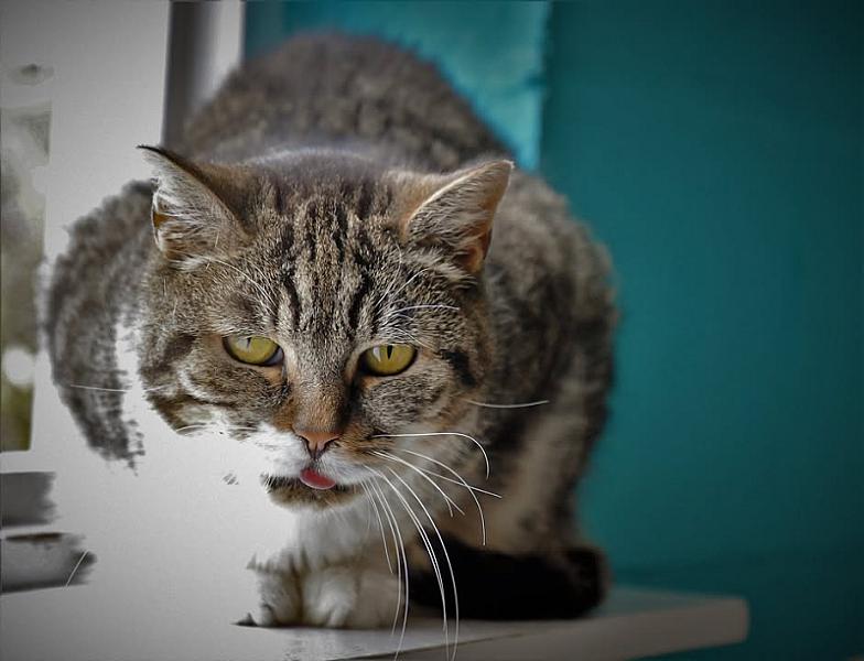 Kattenpraat
