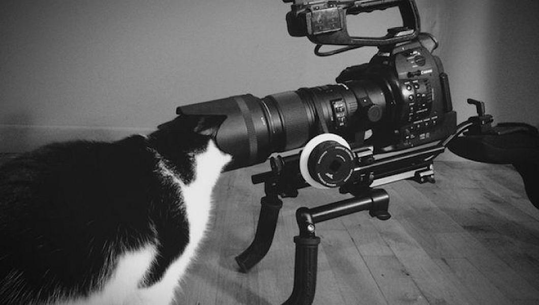 Kattenpraat