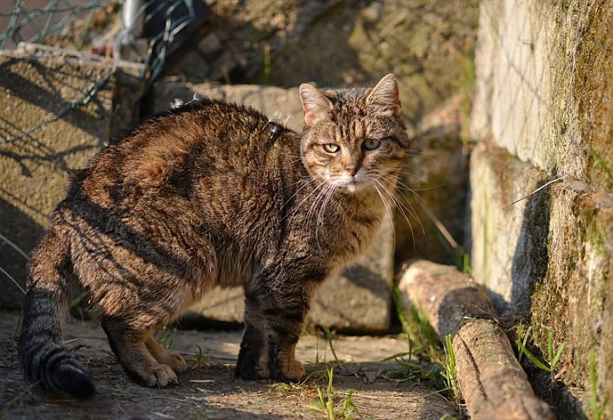 Kattenpraat