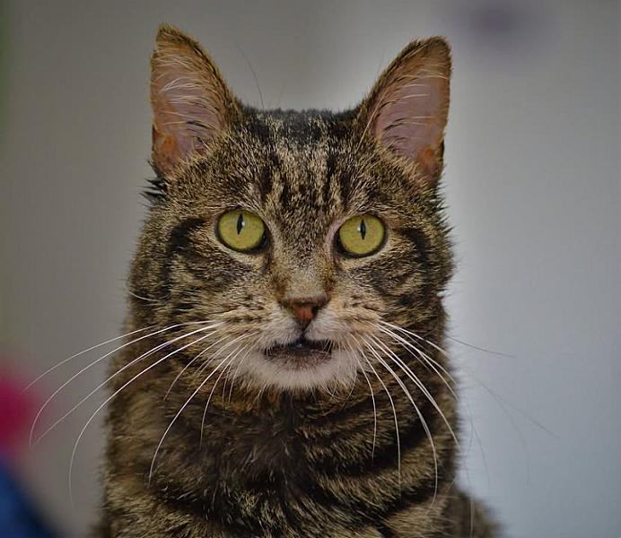 Kattenpraat
