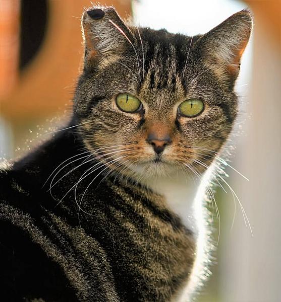 Kattenpraat