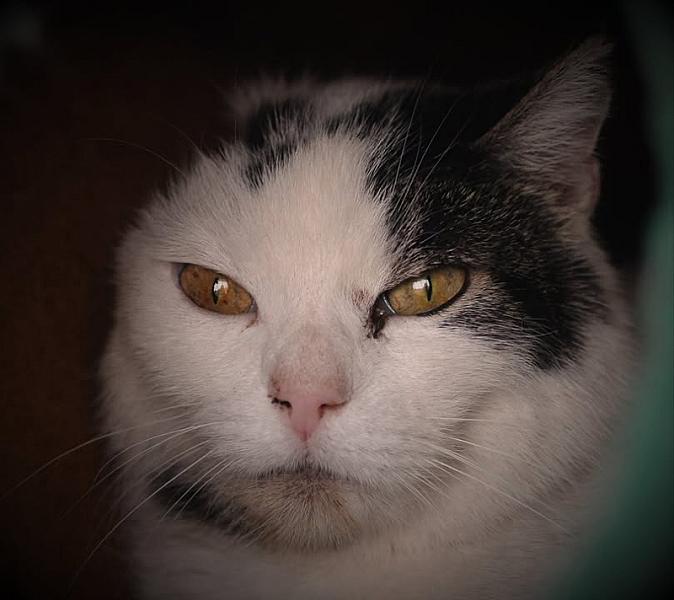 Kattenpraat