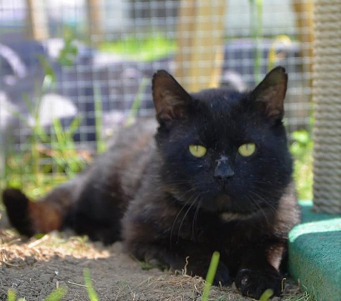 Kattenpraat