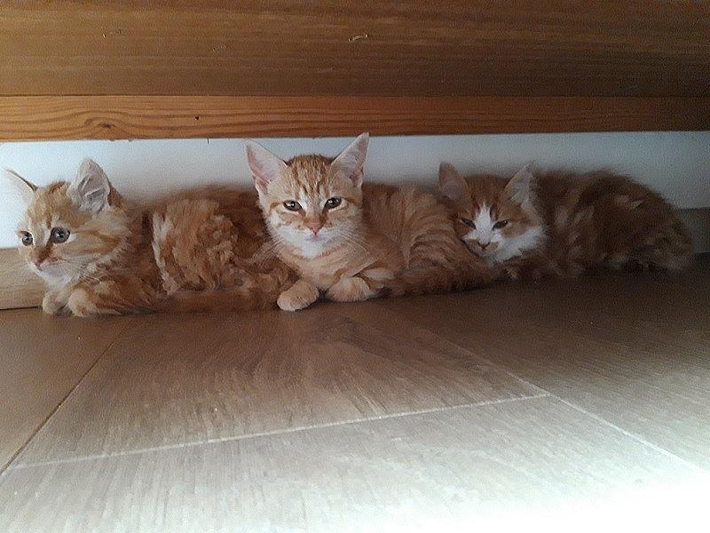 Kattenpraat