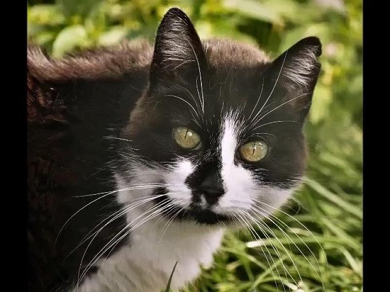 Kattenpraat