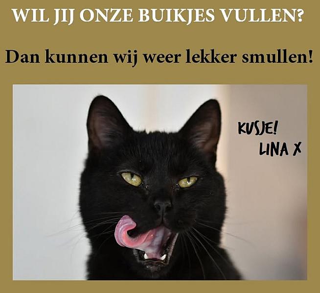Kattenpraat
