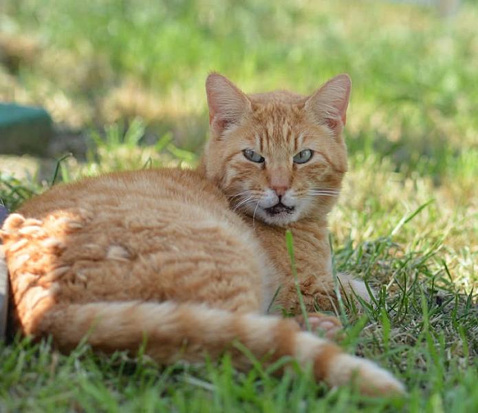 Kattenpraat